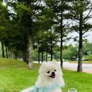 펫스니즈(주) 이미지