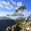 소나무 이미지