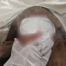 뉴타운동물병원 | 서울 마포 | 두피클리닉 모발클리닉 잘하는 디자이너 추천 아이디헤어 아현뉴타운점 승연 디자이너