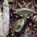 노란구름벚꽃버섯 Hygrophorus camarophyllus (Alb.&Schwein.) Dumée, Grandjean & Maire 이미지