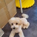 라니네 애견샵 이미지
