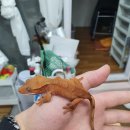 더베스트샵 이미지
