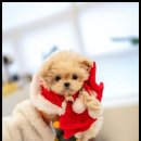 조이퍼피 강아지분양 이미지