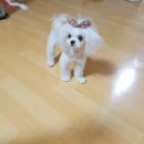 베베펫살롱 이미지