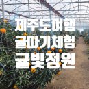 귤빛캠핑장 | 제주도 겨울여행 귤체험! 귤빛정원에서 꿀맛 천혜향 따온 이야기