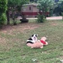 인형의 거리(개) 이미지