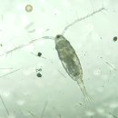 갑각류도감 - 긴노요각目 - 작은노벌레科 - 오모리작은노벌레 이미지