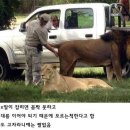 이건사자 이미지