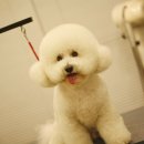 다다다펫그루밍 이미지