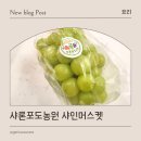 샤론 | 고당도샤인머스켓, 샤론포도농원 샤인머스켓 후기