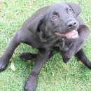 강아지보호구역 이미지