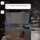 멍레스트 이미지