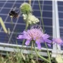 꿀벌태양광발전소 이미지