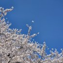 경기도청 | 수원 벚꽃놀이 명소, 옛 경기도청→행궁동 벚꽃길 산책코스 후기 (26년 4월 5일)