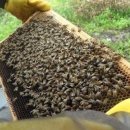 [축산신문] 매년 버려지는 소초광 500만장 양봉산업 손실 1천억원 웃돌아업계 추산 폐기물 3천320톤… 이미지
