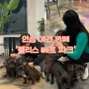 펠리스뻬로 | 평택 근교 안성 양성면 애견카페 “펠리스뻬로 파크” 밤산책추천