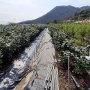 인하농장 이미지