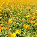 황화약국 이미지