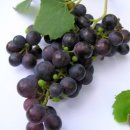 성원종축 | 3336만원짜리 소의 비결은 포도즙!!