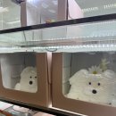 무인34 | 서면 당일케이크 ) "크림스마스"에서 홀케이크 무인 픽업한 후기