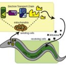 미토콘드리아와 수명의 관계 이미지