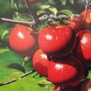 교촌길(동) 이미지