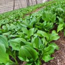 산골농장 이미지