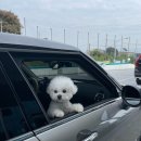 멍멍이가 있는 집 이미지