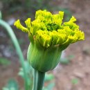 황칠농장 이미지