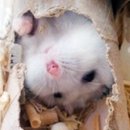 봉봉타이거즈