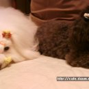 까미랑 몽이 이미지