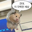 15초 따라 하기 왕초보 영어 (2) | 성인왕초보영어학습지 30일차 후기 (왕초보 영어공부 혼자하기 도전)