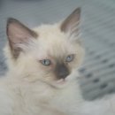 부산고양이 분양 도로시펫 네이버블로그