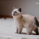 참사랑동물병원 이미지