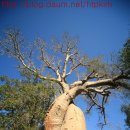 바오밥나무 이미지