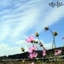 코스모스 이미지