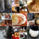 조물조물 이미지