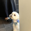 버디그루밍 이미지