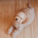 아이큐25시 이미지