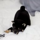 남양주 애견샵 이미지