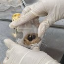 감성과학 | 수원 농생명과학고등학교 밤디저트 쿠리킨톤 율란 출강 후기