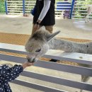 영동 게임랜드 | 평창 휘닉스 부대시설 최대한 즐긴 아이동반 2박 3일 추천 코스