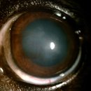 윤성진 안과/외과 동물병원 이미지