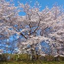 동천의 벚꽃밭 이미지
