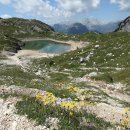 고산조밥나물 (학명 Hieracium alpinum, 영명 Alpine Hawkweed) 이미지
