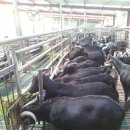 늘푸른 흑염소농장 이미지