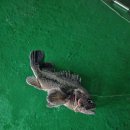 오즈실내바다 낚시터 이미지