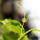 오로정승마을 영농조합법인 이미지