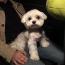 PUPPYSUN/퍼피썬 애견미용실 이미지