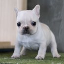 내동애견 이미지